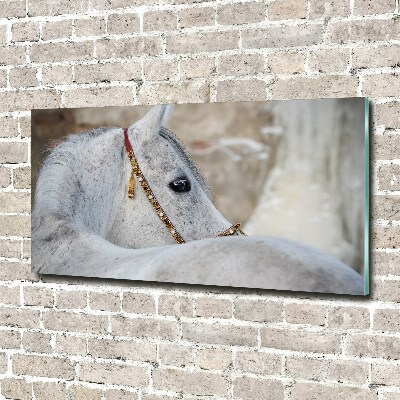 Plexiglas foto Wit Arabisch paard