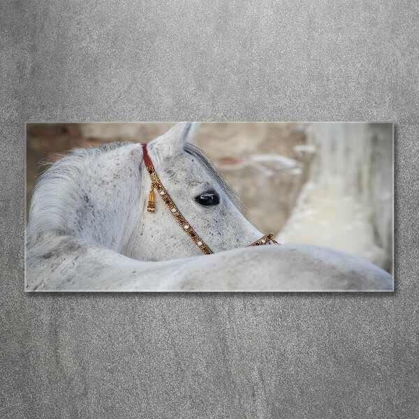 Plexiglas foto Wit Arabisch paard