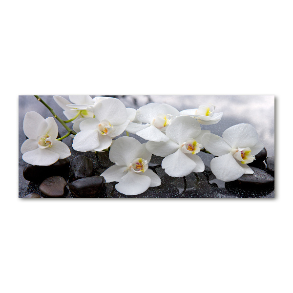 Foto op plexiglas Orchidee
