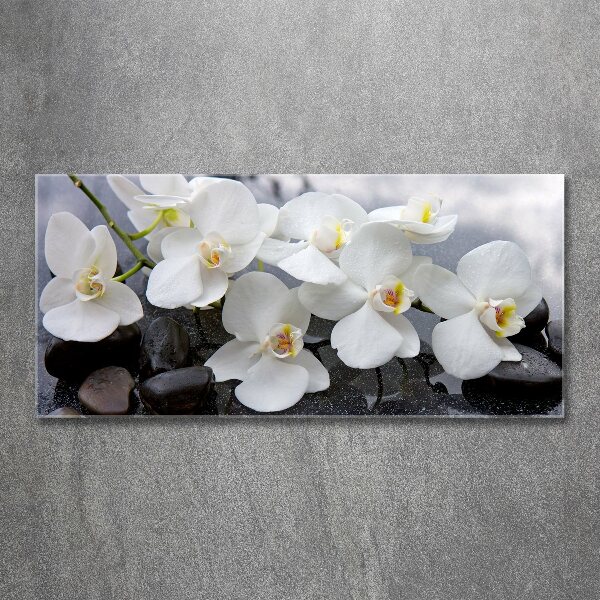 Foto op plexiglas Orchidee