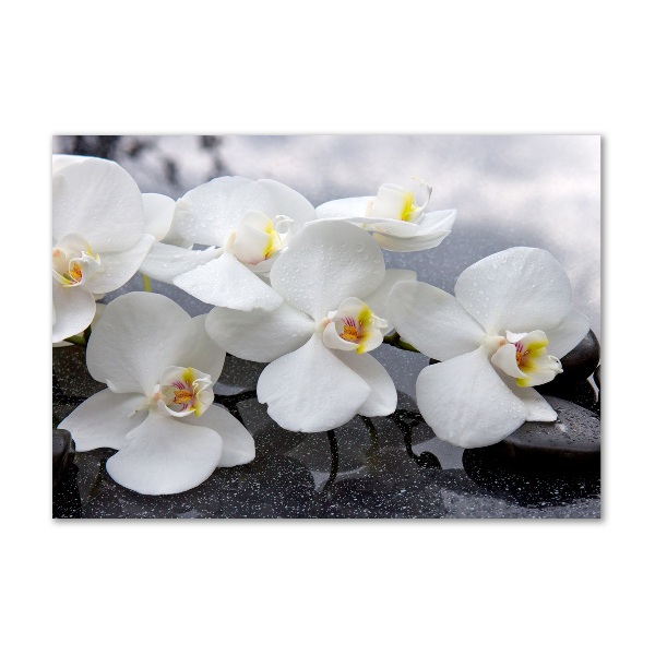 Foto op plexiglas Orchidee