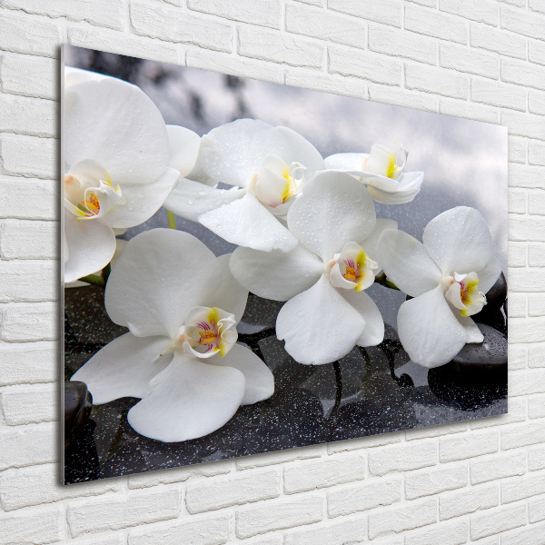 Foto op plexiglas Orchidee