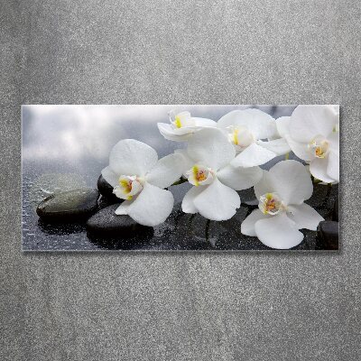 Foto plexiglas Orchidee