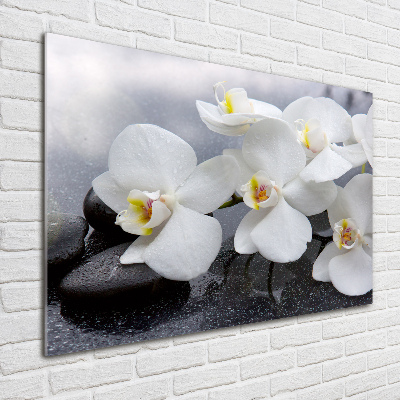 Foto plexiglas Orchidee