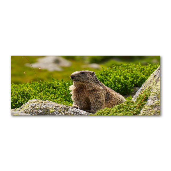 Foto plexiglas Tatra-marmot
