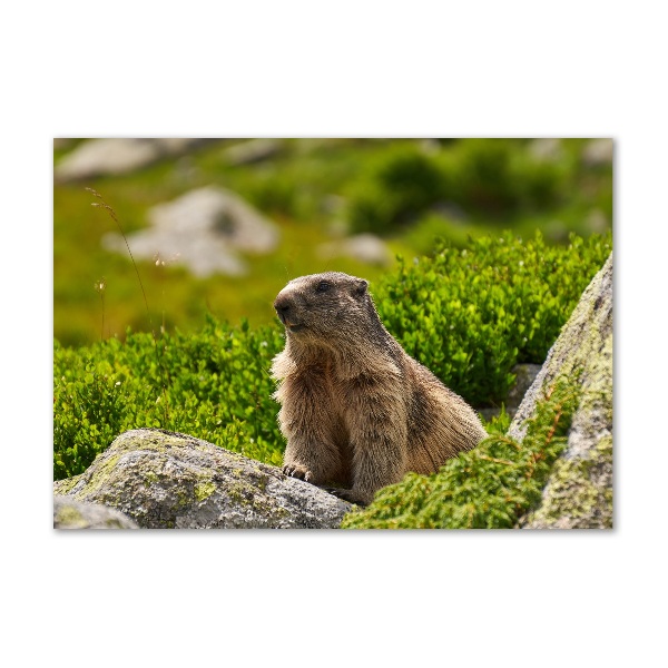 Foto plexiglas Tatra-marmot