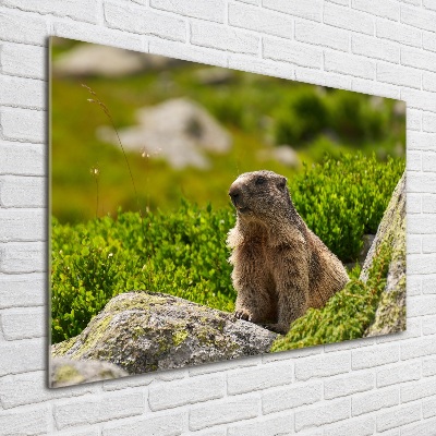Foto plexiglas Tatra-marmot