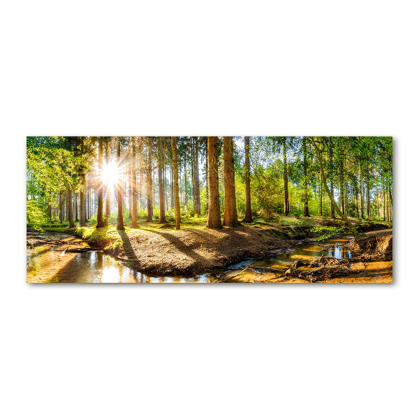 Plexiglas schilderij Panorama van het bos