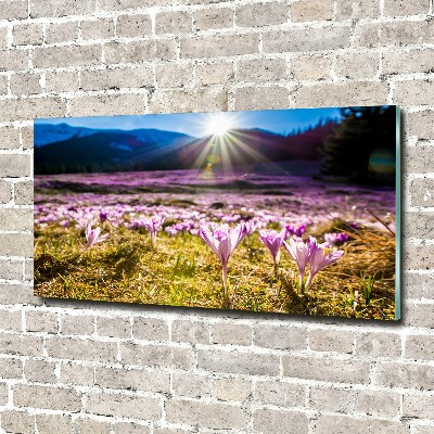 Foto op plexiglas Krokussen in de open plek