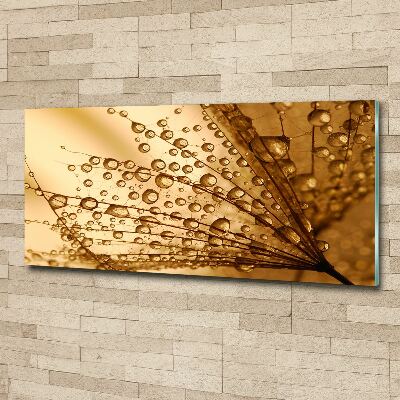 Foto op plexiglas Paardenbloemzaden