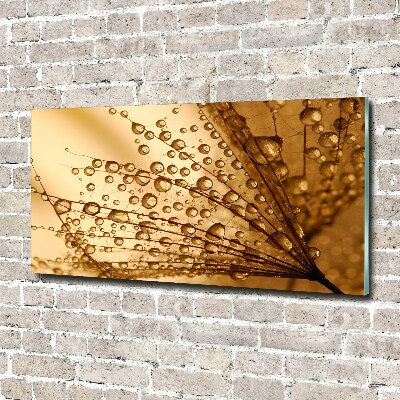 Foto op plexiglas Paardenbloemzaden