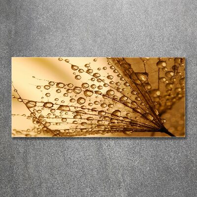 Foto op plexiglas Paardenbloemzaden