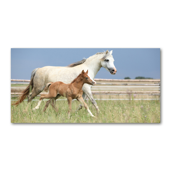 Schilderij op acrylglas Merrie met veulen