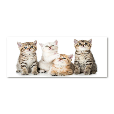 Foto plexiglas Kleine katjes