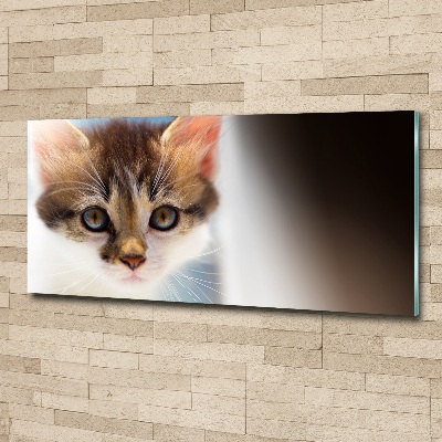 Foto in plexiglas Kleine kat