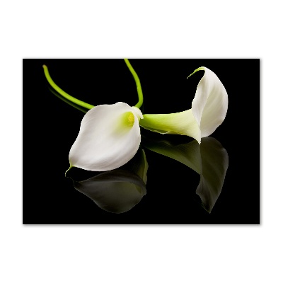 Foto op plexiglas Calla