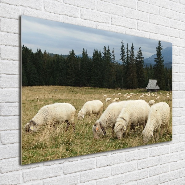 Foto in plexiglas Grazende schapen