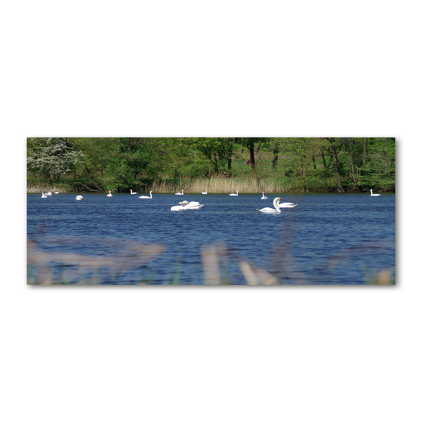 Schilderij op acrylglas Witte zwanen