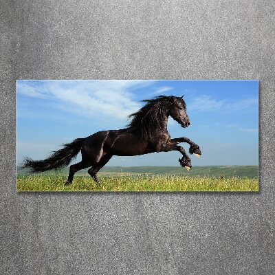 Foto plexiglas Zwart paard in de wei
