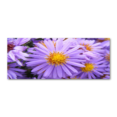 Plexiglas foto Asters