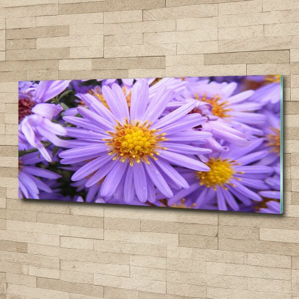Plexiglas foto Asters