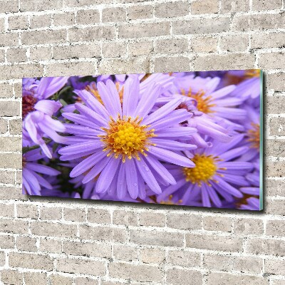 Plexiglas foto Asters