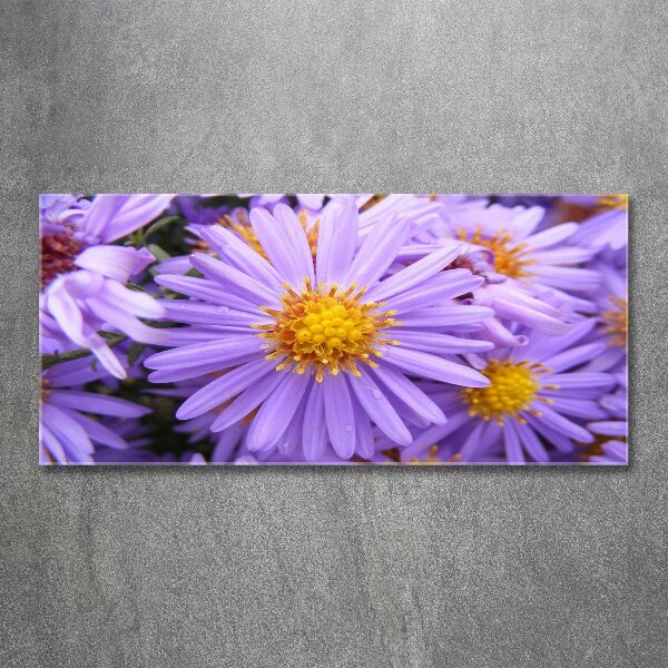 Plexiglas foto Asters