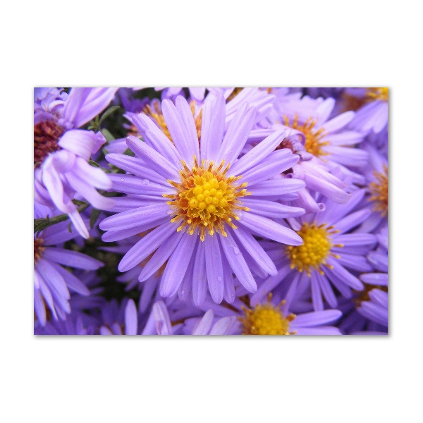 Plexiglas foto Asters