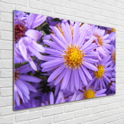 Plexiglas foto Asters