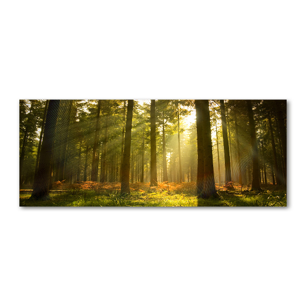 Plexiglas foto Bos in de zon