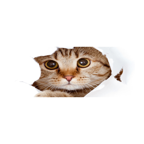 Foto op plexiglas Kat