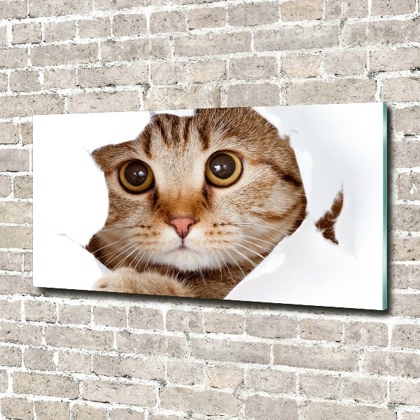 Foto op plexiglas Kat