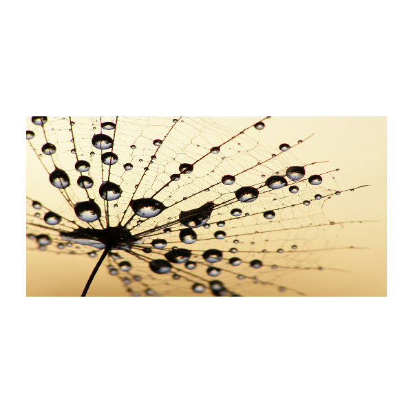 Foto in plexiglas Paardenbloemzaad