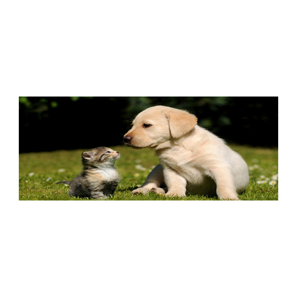 Foto plexiglas Hond en kat in de wei