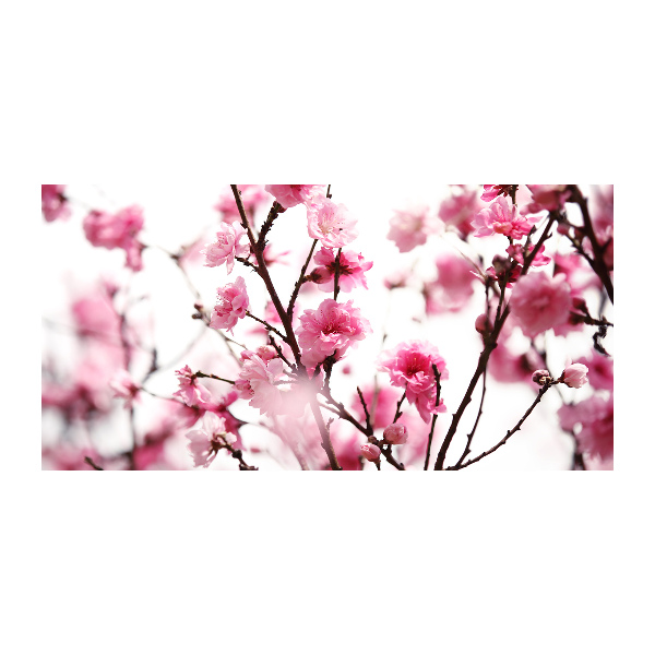 Schilderij op acrylglas Pruimenbloesem