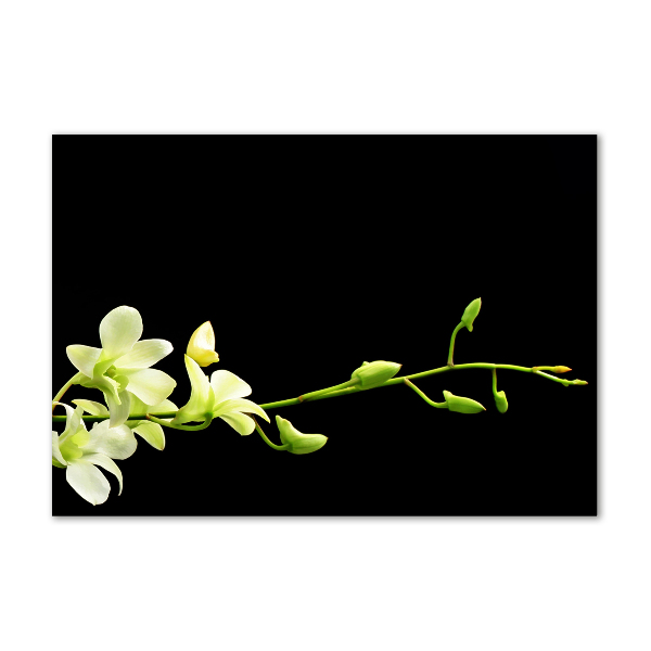 Plexiglas schilderij Orchidee