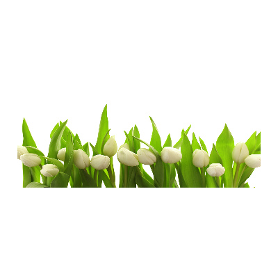 Foto op plexiglas Witte tulpen