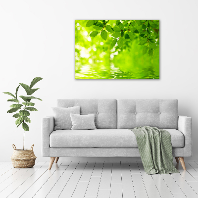 Foto plexiglas Groene bladeren