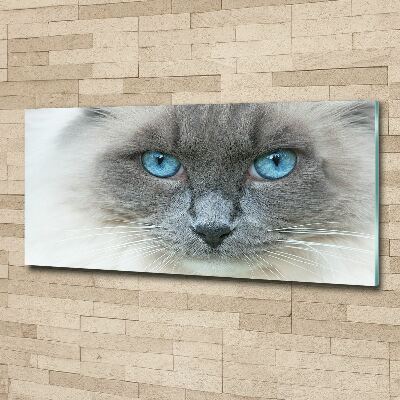 Plexiglas schilderij Blauwogige kat