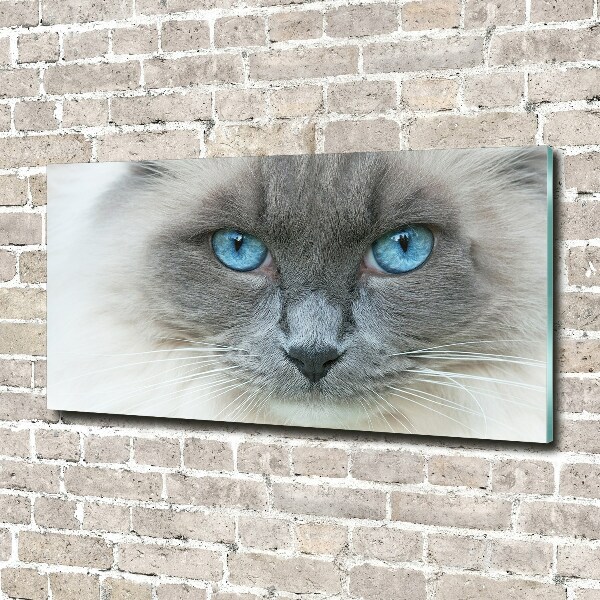 Plexiglas schilderij Blauwogige kat