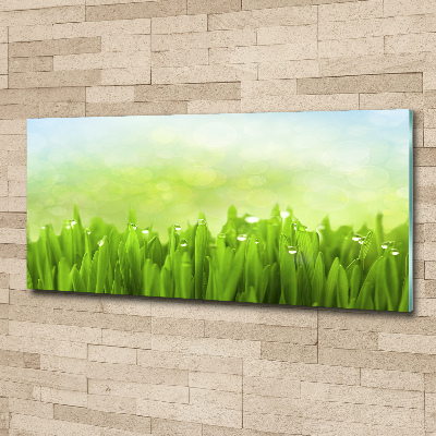 Schilderij op acrylglas Gras