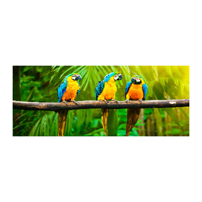 Foto op plexiglas Papegaaien op een tak