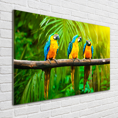 Foto op plexiglas Papegaaien op een tak