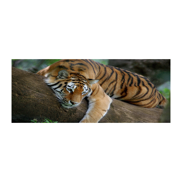 Plexiglas foto Tijger in een boom