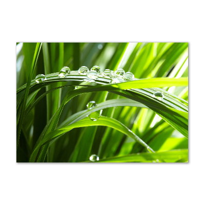 Foto in plexiglas Druppels op het gras