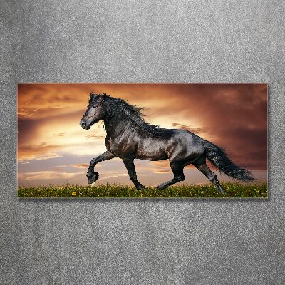 Foto op plexiglas Dravend paard