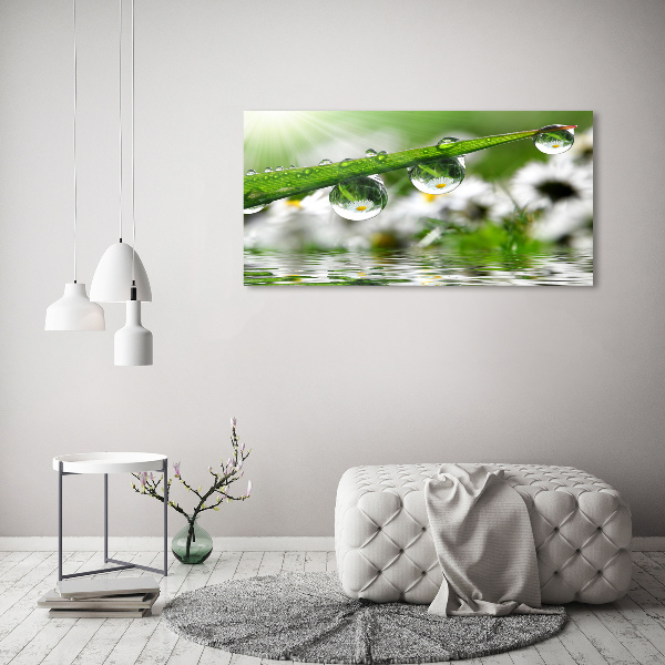 Schilderij op acrylglas Druppels op het gras