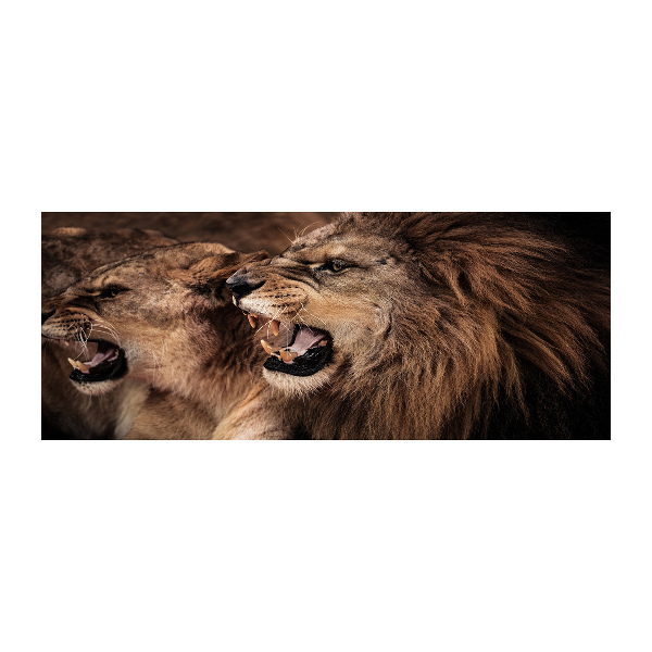 Plexiglas foto Brullende leeuwen