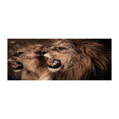 Plexiglas foto Brullende leeuwen