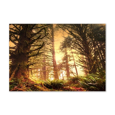 Plexiglas schilderij regenwoud